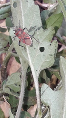 Acinocoris lunaris