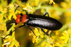 Lytta vulnerata