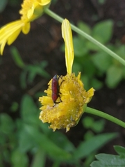 Rhodobaenus sanguineus