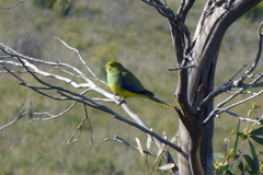 Neophema chrysostoma