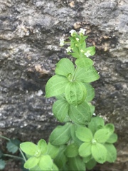 Galium scabrum