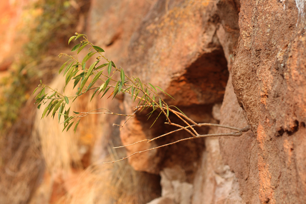 Blepharodon crabronum