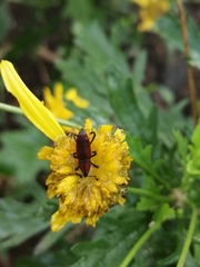 Rhodobaenus sanguineus