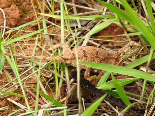 Tropical Spiny Agama