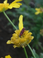 Rhodobaenus sanguineus