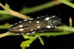 Agrilus walsinghami