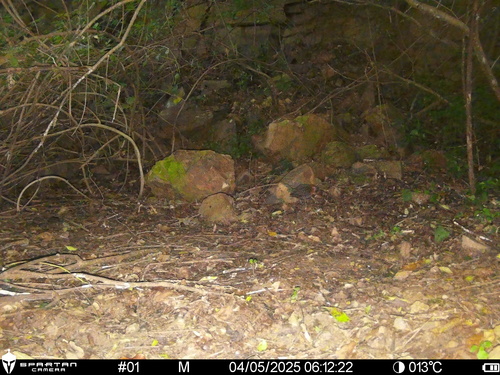 iNaturalist image