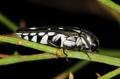 Agrilus walsinghami