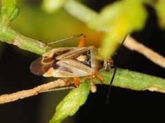 Polymerus