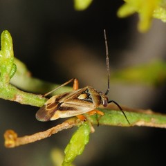 Polymerus