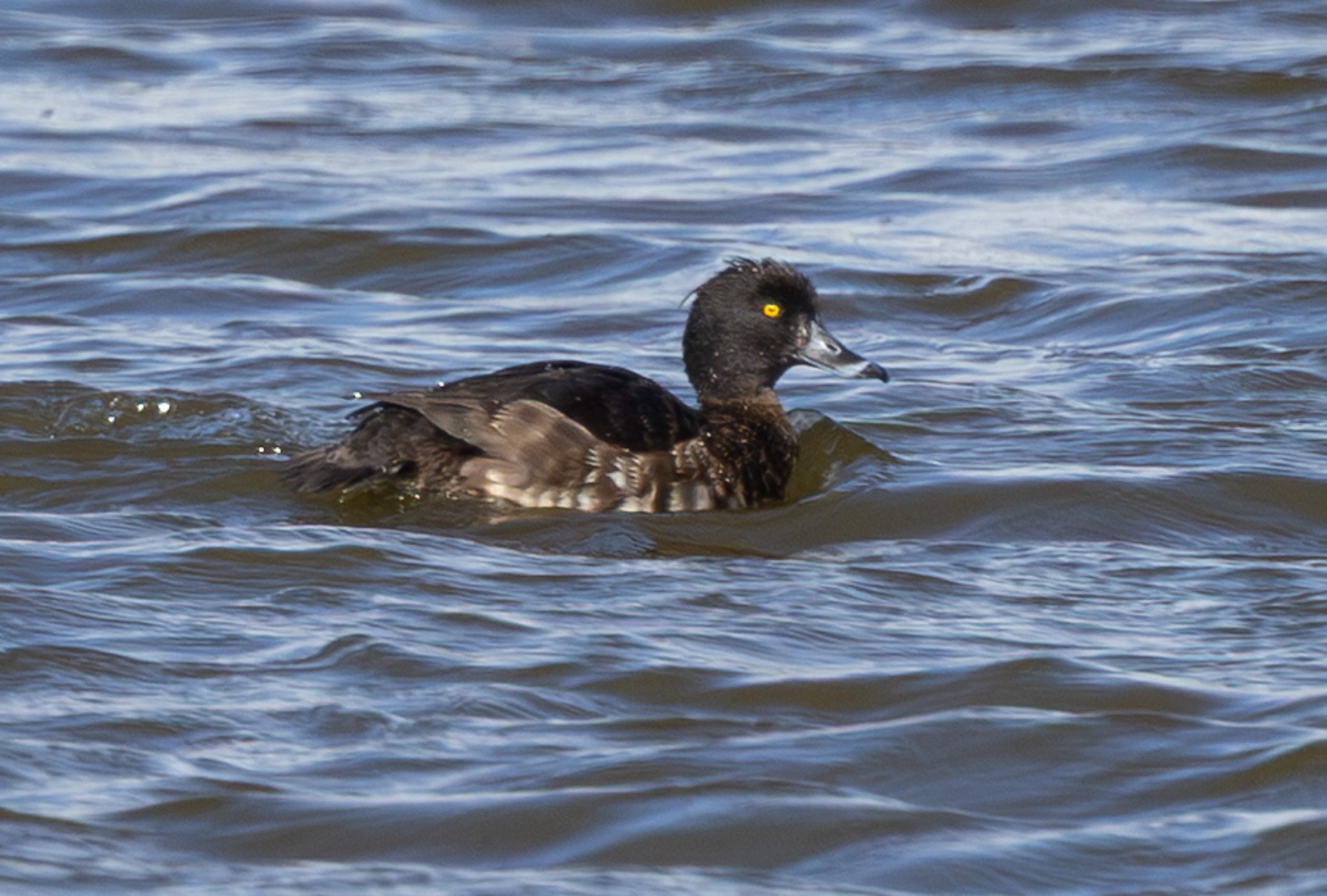 Tufted Duck