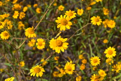 Eriophyllinae