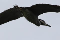 Nyctanassa violacea violacea