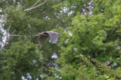 Nyctanassa violacea violacea