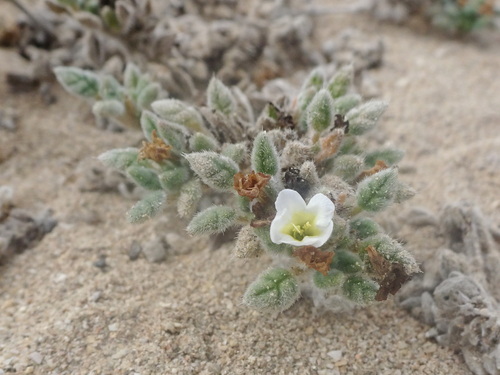 Tiquilia litoralis (Tiquilia litoralis)