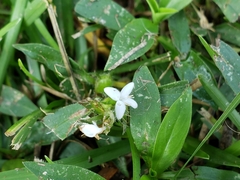 Diodia virginiana image