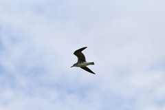 Leucophaeus atricilla megalopterus