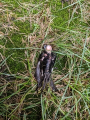 Passeriformes