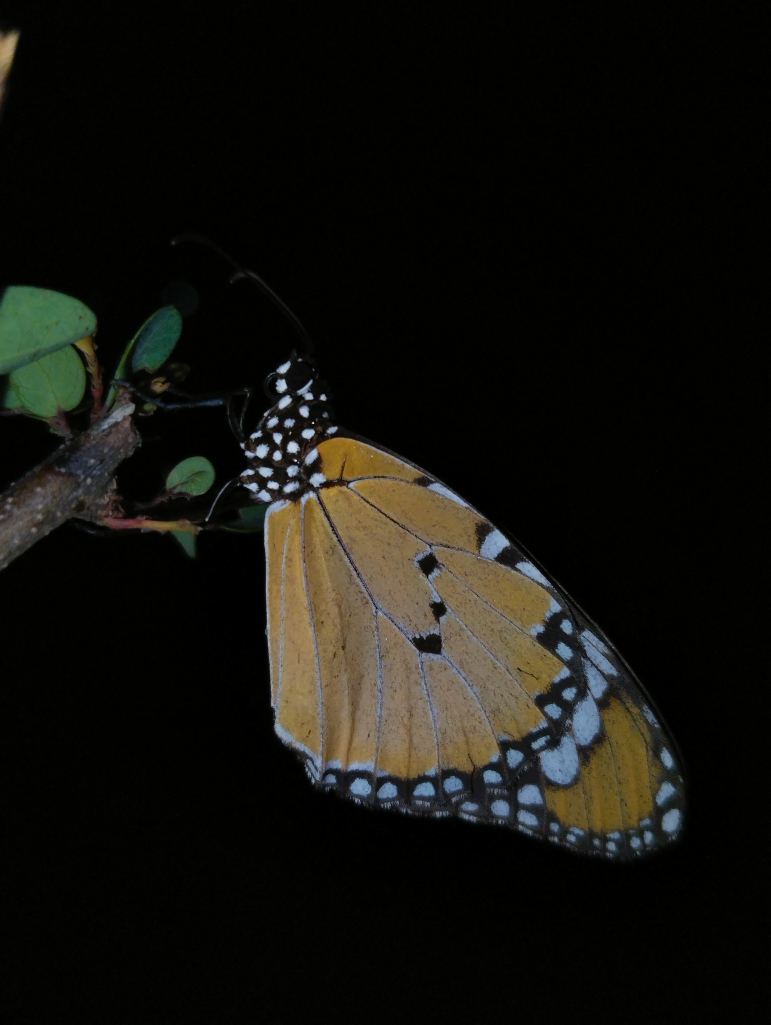 Plain Tiger