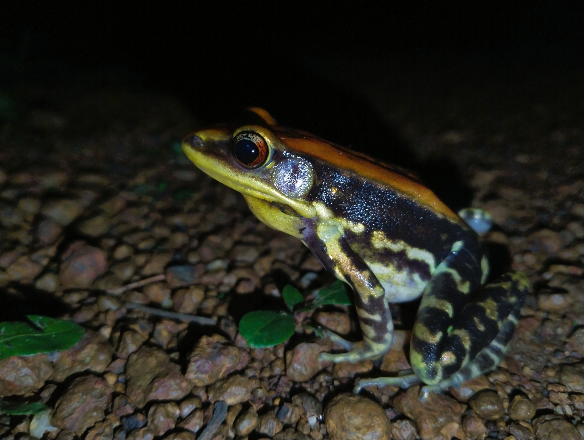 Wide-Range Fungoid Frog