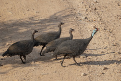 Numida meleagris reichenowi