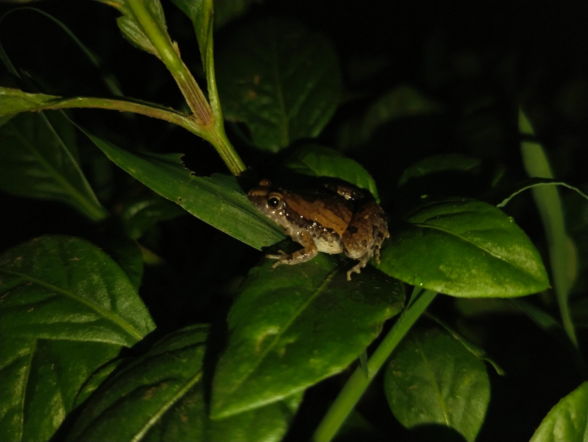 Ornamented Chorus Frog