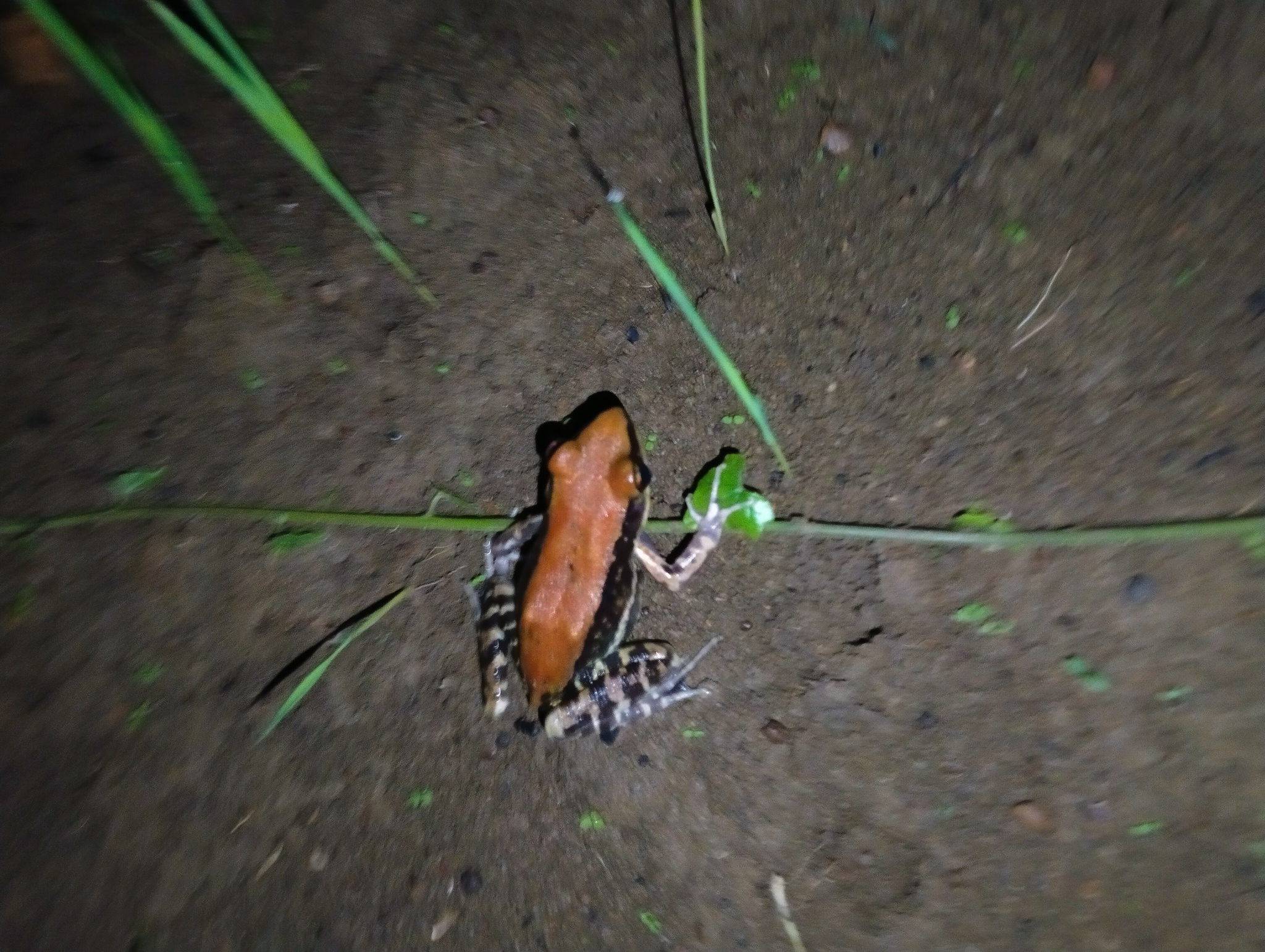 Wide-Range Fungoid Frog