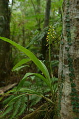 Calanthe actinomorpha