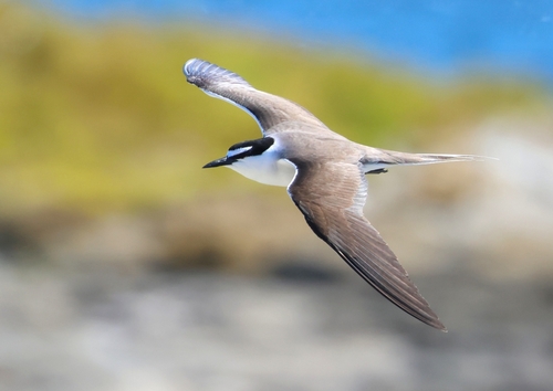 Charrán embridado (Onychoprion anaethetus)