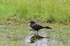 Quiscalus quiscula versicolor