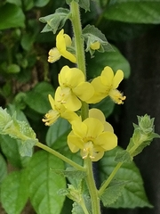 Verbascum coromandelianum