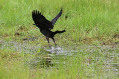 Quiscalus quiscula versicolor