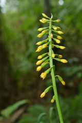 Calanthe actinomorpha