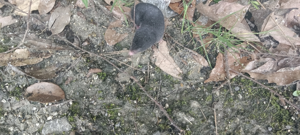 Himalayan Mole