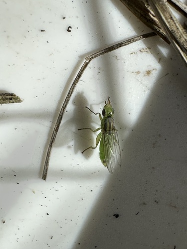Meromyza pratorum