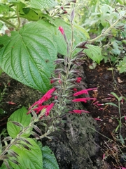 Salvia longistyla