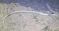Psammophis brevirostris