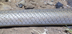 Psammophis brevirostris