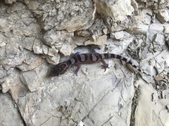 Coleonyx nemoralis