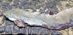 Psammophis brevirostris
