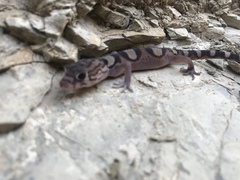 Coleonyx nemoralis
