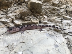Coleonyx nemoralis
