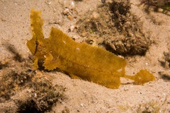 Cristiceps aurantiacus