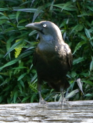 Corvus orru cecilae