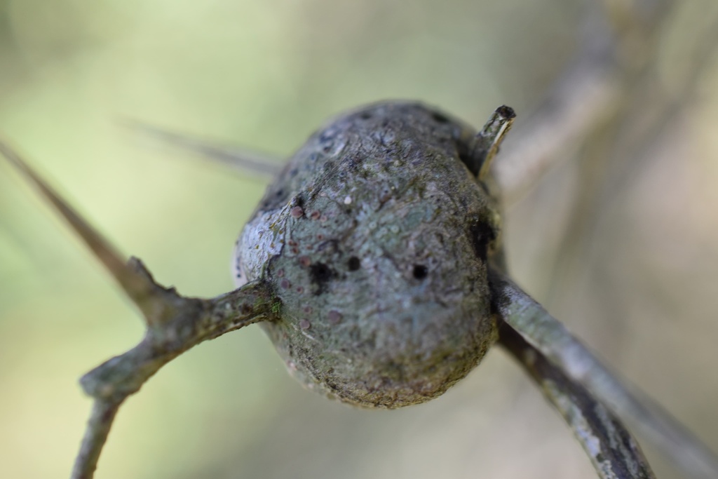 Minapis nigra