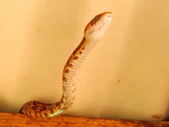 Trimorphodon paucimaculatus