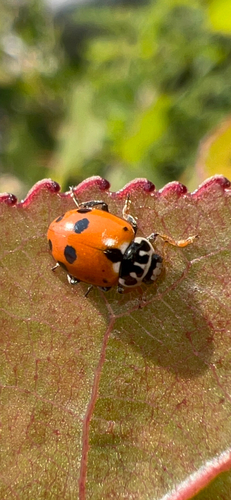 Variegated Lady Beetle photo 6