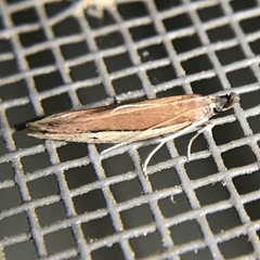 Tampa dimediatella