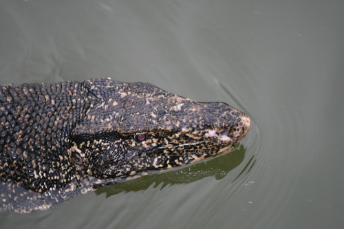 Common Water Monitor, Kandy, Central, Sri Lanka, photo 10 of 10
