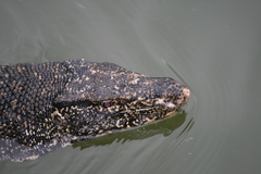 Varanus salvator salvator